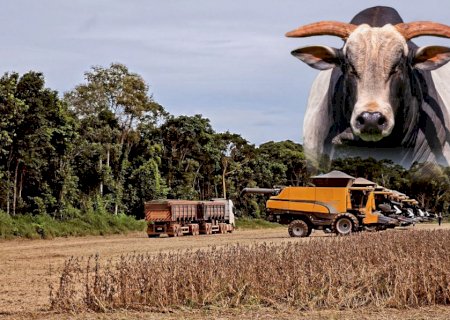 Aliados: Soja e Boi Safrinha turbinam ganhos do pecuarista