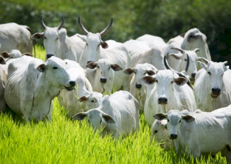 Oferta restrita de bovinos sustenta os preços em alta acentuada