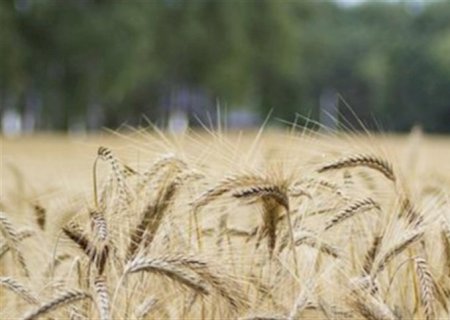 Paraguai prevê aumento de 46% na produção de trigo