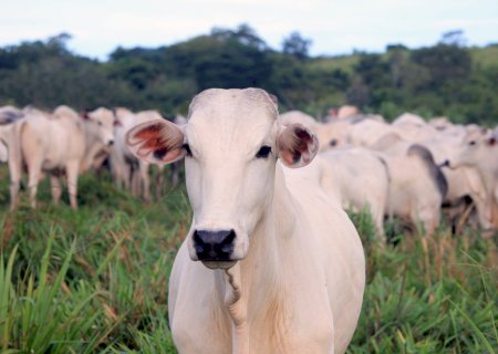 Mato Grosso recebe eventos técnicos de conscientização sobre combate da mosca-dos-chifres em bovinos