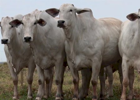 Boi gordo registra alta nas praças paulistas e paraenses