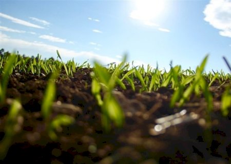 Avanço do plantio de milho e colheita de trigo ganham força