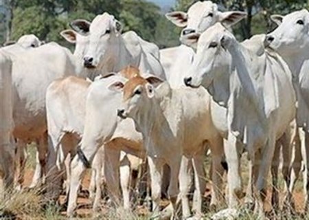 Primavera: Alerta na pecuária por parasitas
