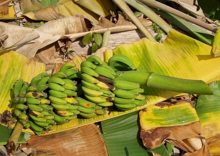 Banana: uma das piores doenças da cultura precisa de vazio sanitário de 2 anos, diz Embrapa