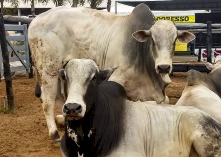 Mercado do boi gordo registra altas consecutivas