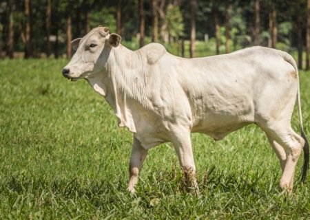 Mercado do boi gordo encerra semana com alta