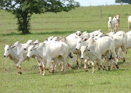 Demanda de exportação continua elevando preços do boi gordo; veja cotações