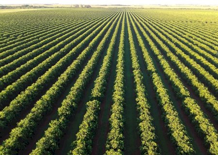 Com citricultura em expansão, produção de gigante do setor de laranja está em pleno vapor em MS