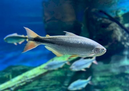 No Dia do Pantanal, Bioparque reforça compromisso com a preservação por meio da pesquisa