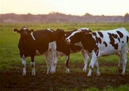 Brachiaria humidicola: alternativa versátil