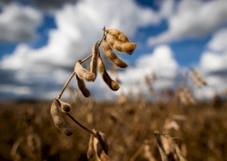 Valor bruto da produção da agropecuária deve recuar em 2024