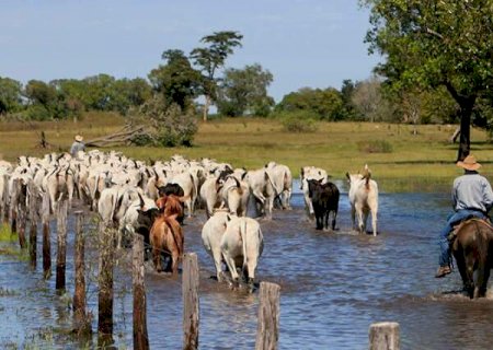 Pecuária cresce no Pantanal e consolida setor como o que mais gera empregos