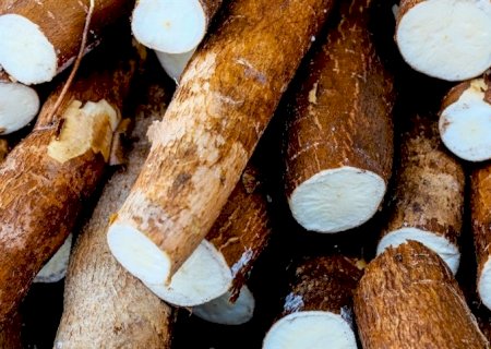 Produtores de mandioca celebram bons resultados