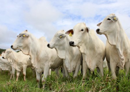 Após queimadas, rebrota do capim cria ‘ilusão de ótica’, escondendo solo pobre e sem nutrientes essenciais