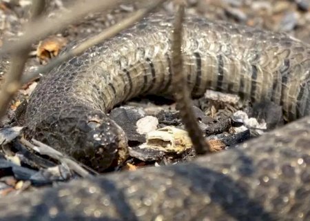 Incêndios no Pantanal ameaçam cobra-d’água, único réptil exclusivo do bioma