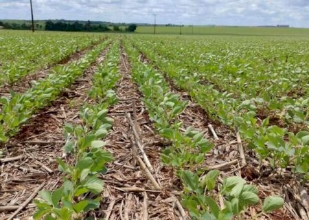 Semeadura da soja avança em MS e inicia novembro com 72% da área plantada