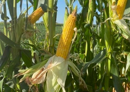 Expectativa de alta produtividade na safra de milho