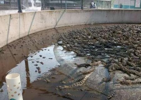 Após multa, frigorífico de jacarés diz que opera com 'protocolos ambientais'