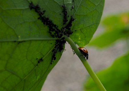 Plantio direto e bioinsumos fortalecem agricultura no Brasil