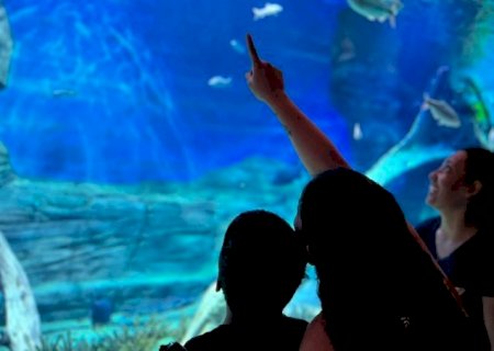 Bioparque Pantanal encerra 2024 com recorde de público, avanços científicos e inclusão