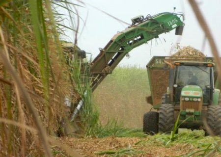 Safra de cana será 4,8% menor em 24/25, indica Conab
