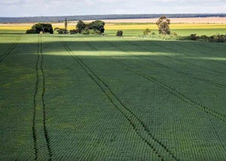 Em menos de quatro décadas, área destinada à soja cresce nove vezes