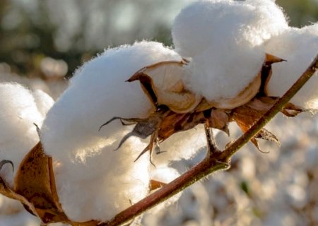 Novas tecnologias impulsionam manejo no algodão