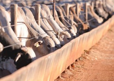 Confinamento de gado bovino cresce 11% em 2024: o que isso significa?