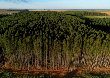 Área dedicada ao cultivo do eucalipto avança no Estado, enquanto do milho apresenta queda