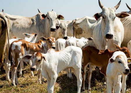 Preço médio da arroba do boi cresceu até 18,5% em novembro; o que esperar de dezembro?