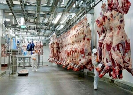 Em MS, abate de bovinos cresce 14% em 11 meses de 2024