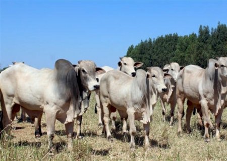 Mercado do boi gordo recua após alta constante