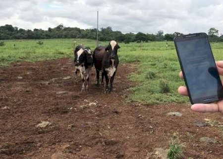 Depois de subir ao longo de 2024, leite ao produtor deve encerrar ano em queda