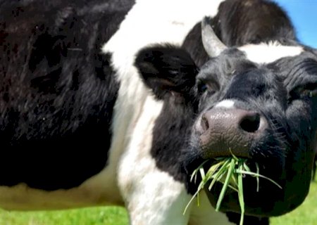 Clima e controle sanitário reforçam produção bovina