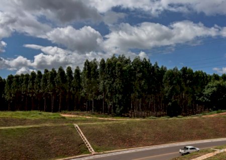 Maior exportador de celulose do Brasil, MS planeja expandir em 87% sua área de eucalipto nos próximos anos