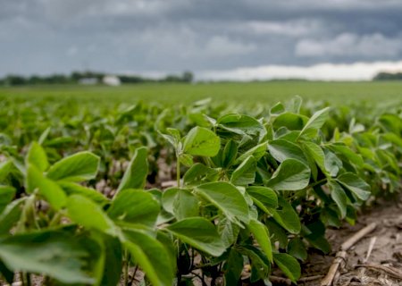 Plantio de soja chega a 91% no Brasil; sul de MS ainda precisa de chuva