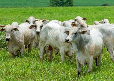 Adubação: chave para ganho de peso em bovinos