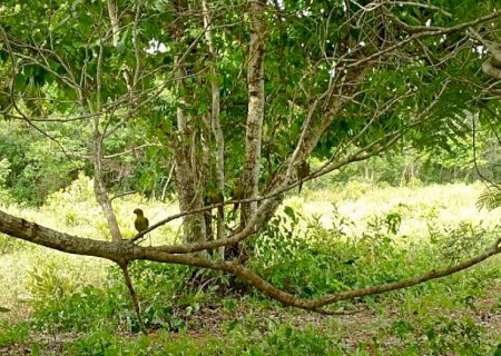 Imasul solta de mais de 60 animais silvestres no Recanto Ecológico Rio da Prata