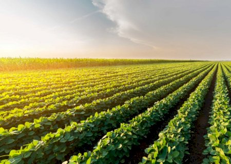 Plantio de soja 2024/25 alcança 90% da área no País e o de milho verão, 65,1%, diz Conab