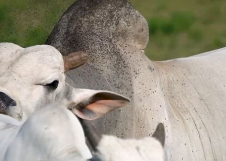 Mosca-dos-chifres causa perdas superiores a uma arroba por boi