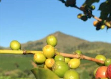 Sustentabilidade impulsiona a produtividade do café