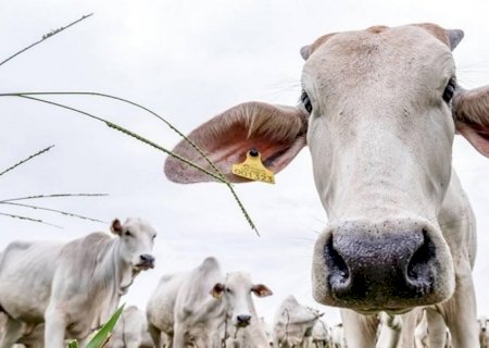 Rastreabilidade bovina será gradual e obrigatória a partir de 2027