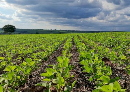 Plantio da soja chega a 98,9% no Brasil