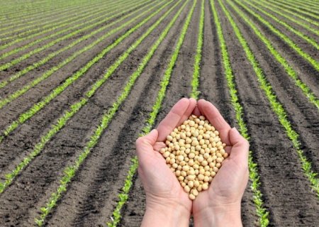 Produtor de soja do MS tem até o dia 10 de janeiro para declarar área plantada