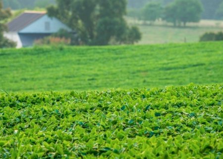 Preço da soja e insumos: Desafios para 2025/26
