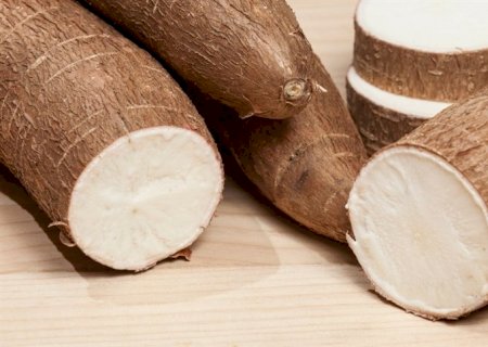 Esmagamento de mandioca bate recorde em 2024