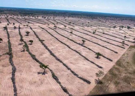 Pantanal registra queda de 77,2% no desmate de vegetação nativa