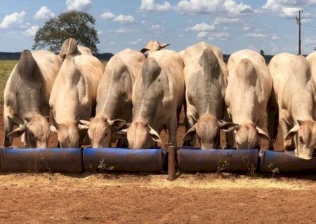Faturamento da agropecuária de MS deve fechar 2024 com R$ 70,02 bilhões