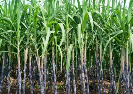 Cana e inovações: O futuro da bioenergia