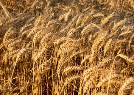 Mercado de trigo espera retomada em 2024